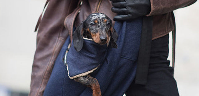 Mode canine : quels accessoires pour chien choisir en 2026 ? Caramel & cie