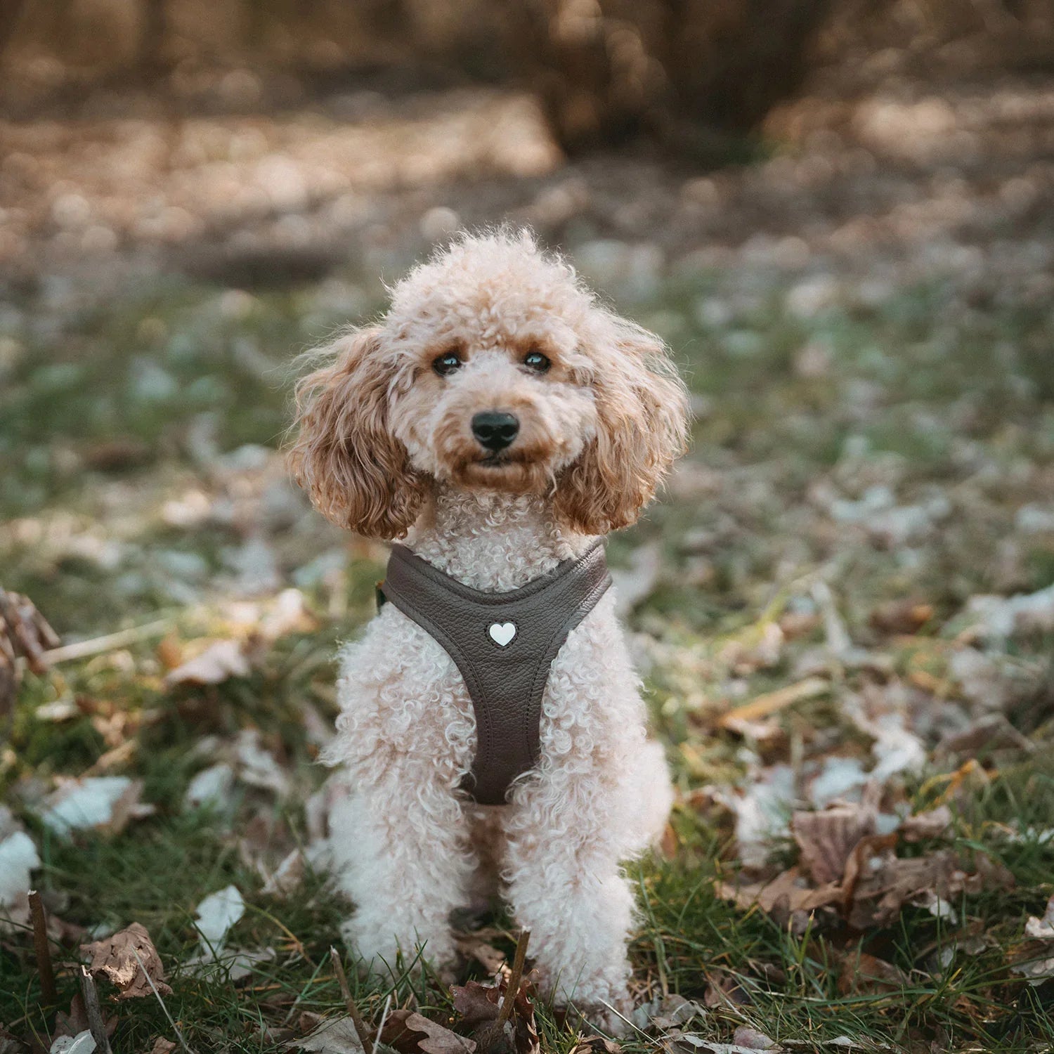 Les-harnais-pour-chien Caramel & cie