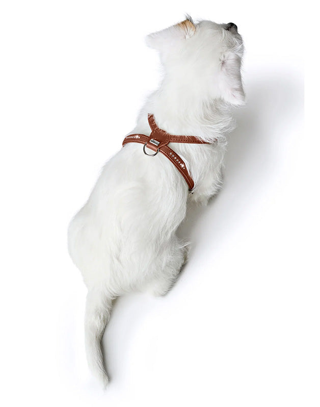 Harnais pour chien en cuir marron  -XXS / XS Caramel & cie
