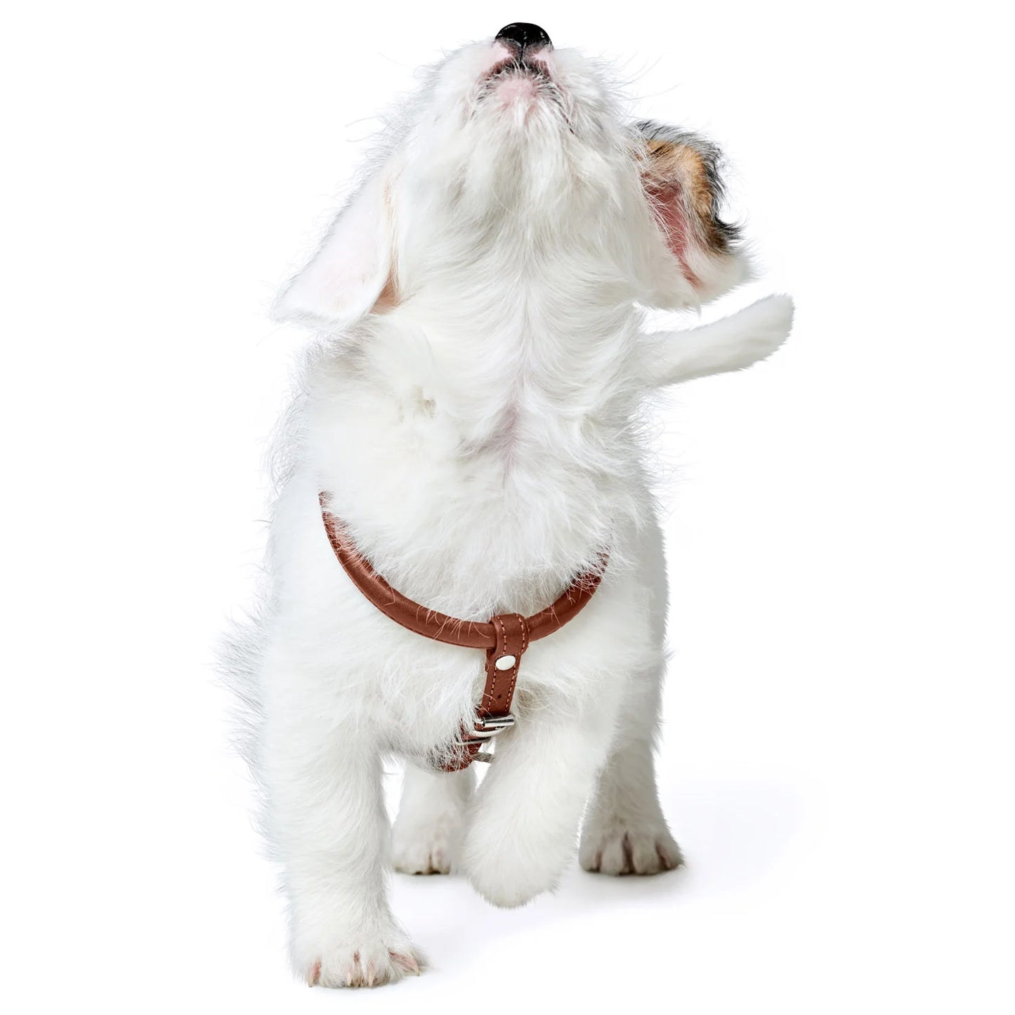 Harnais pour Chien en Cuir Cognac –  XXS-XS Caramel & cie