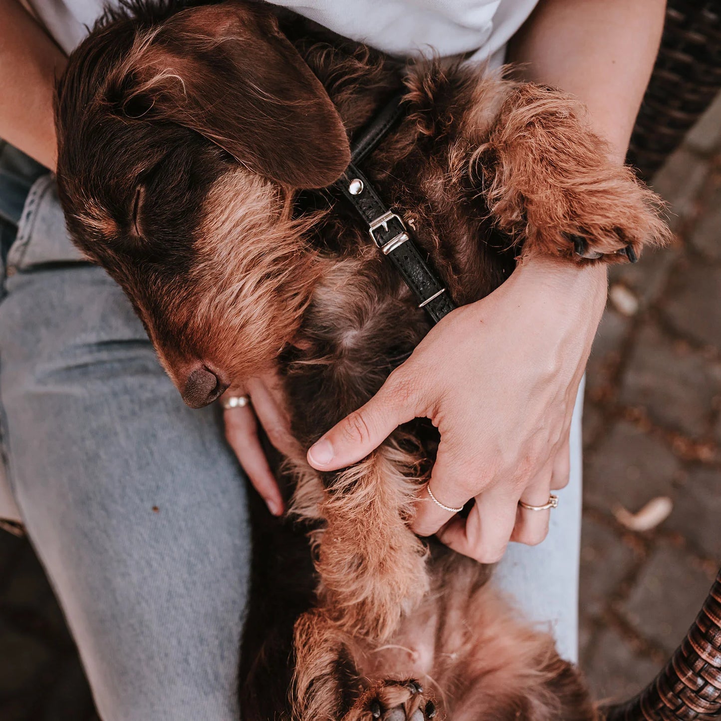 Harnais pour Chien en Cuir Noir –  XXS-XS Caramel & cie