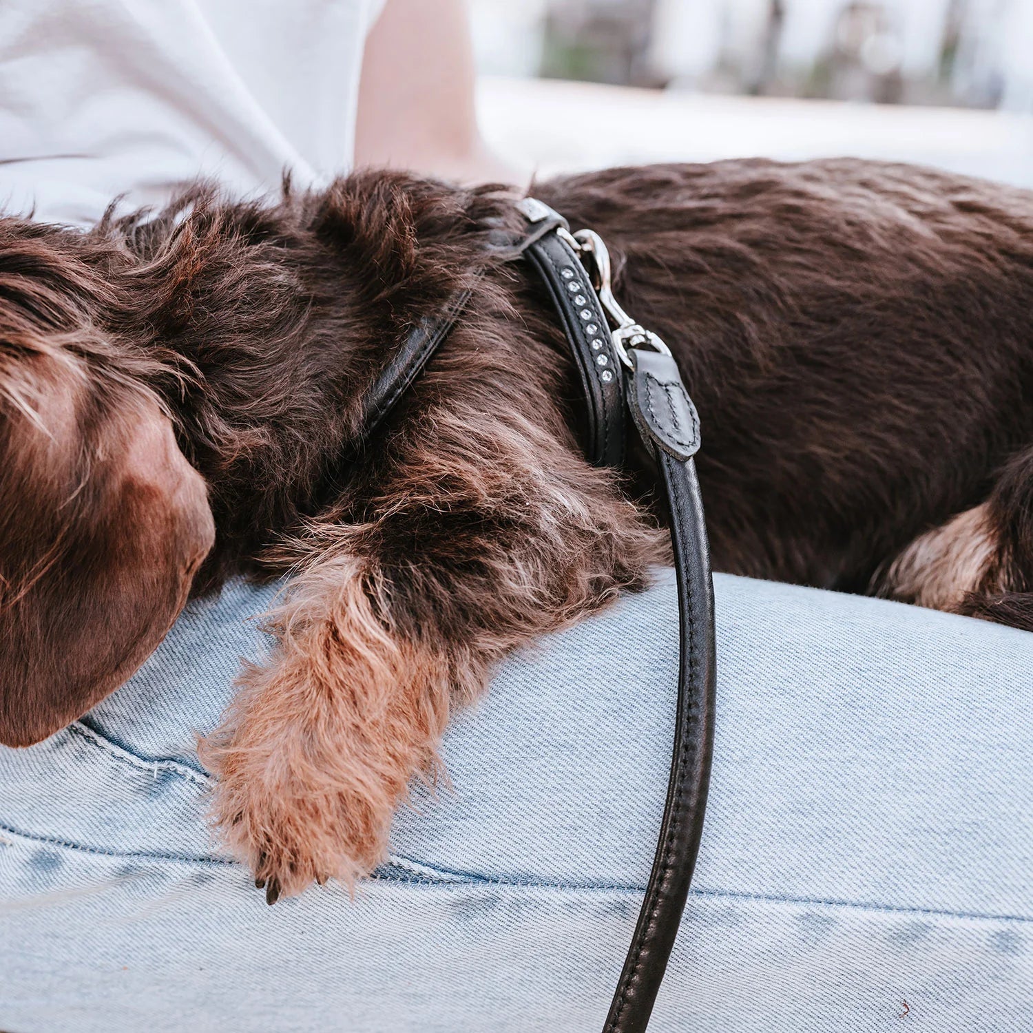 Harnais pour Chien en Cuir Noir –  XXS-XS Caramel & cie