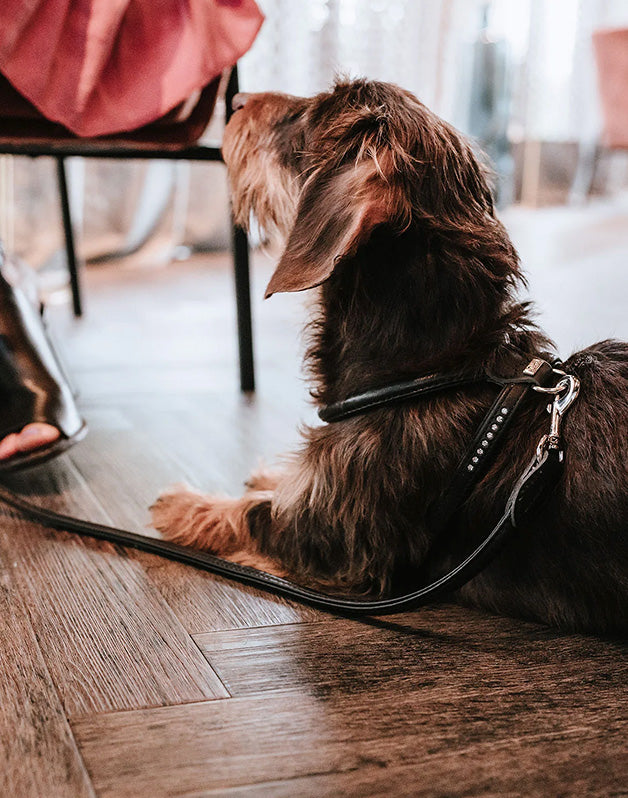 Harnais pour chien en cuir noir - XXS / XS Caramel & cie