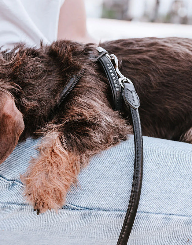 Laisse pour chien en cuir noir Caramel & cie