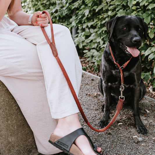 Laisse pour chien en cuir marron Caramel & cie