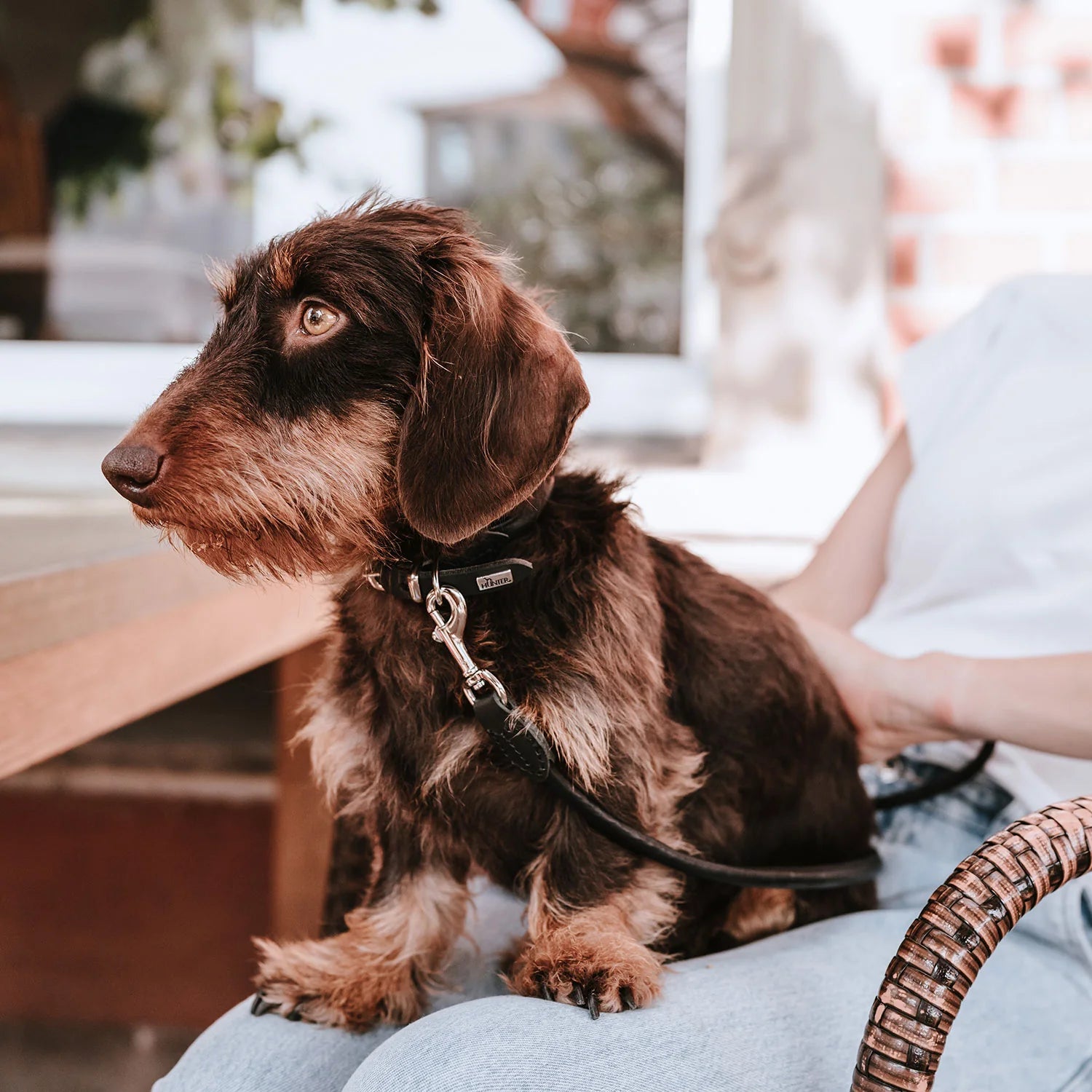 Laisse pour chien en cuir noir Caramel & cie