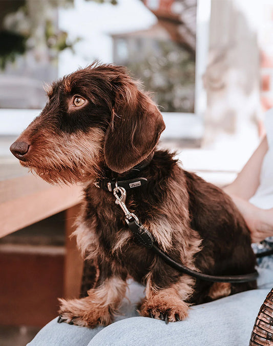 Laisse pour chien en cuir noir Caramel & cie