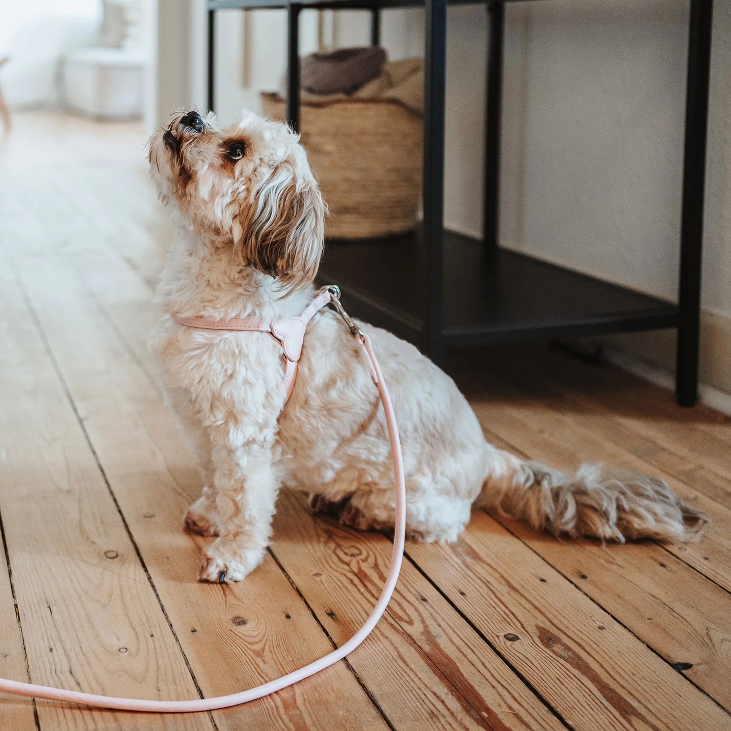 Harnais pour chien rose – XXS-XS Caramel & cie