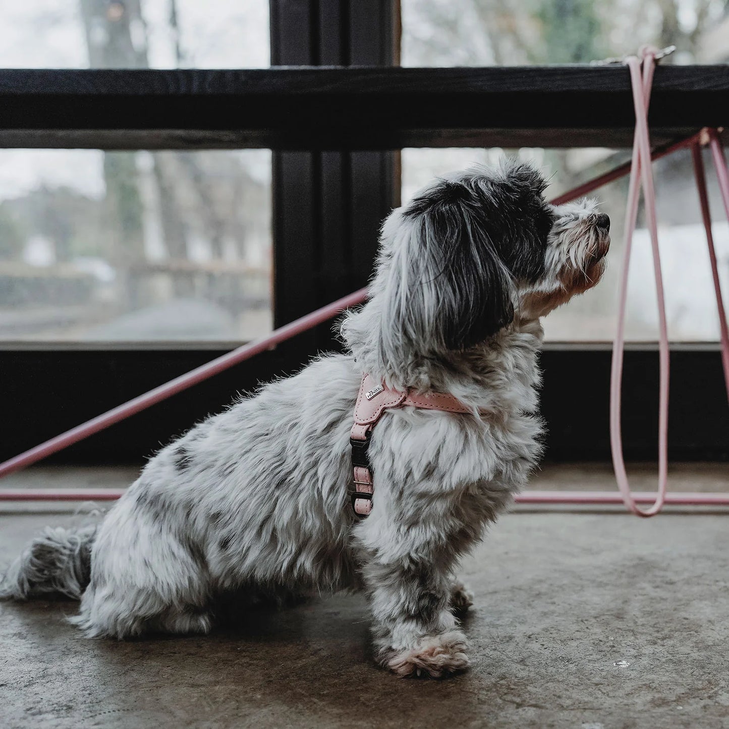 Harnais pour chien rose – XXS-XS Caramel & cie