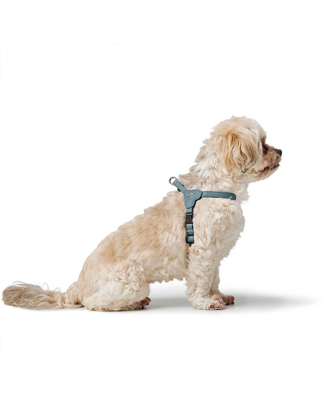 Harnais pour chien bleu - XXS / XS Caramel & cie