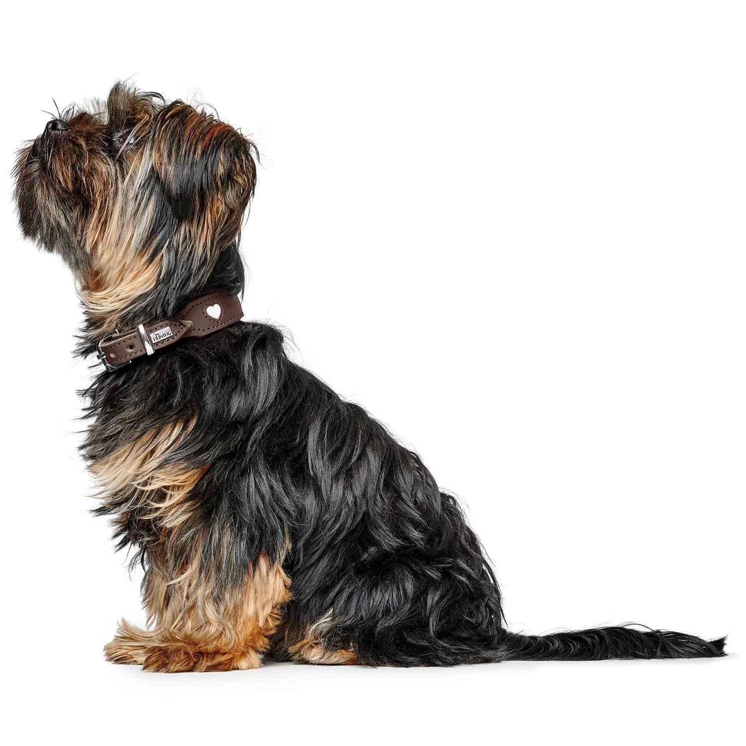 Collier pour chien en cuir marron Love Caramel & cie