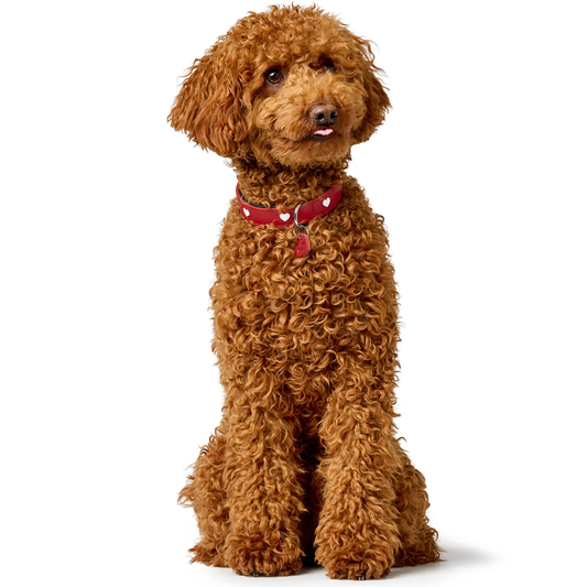 Collier pour chien en cuir rouge Love Caramel & cie