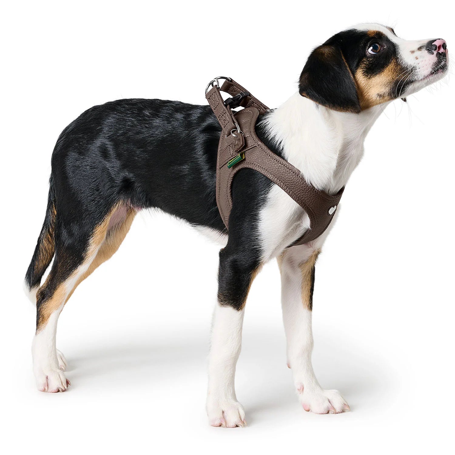 Harnais pour chien en cuir Love Marron - XXS, XS Caramel & cie