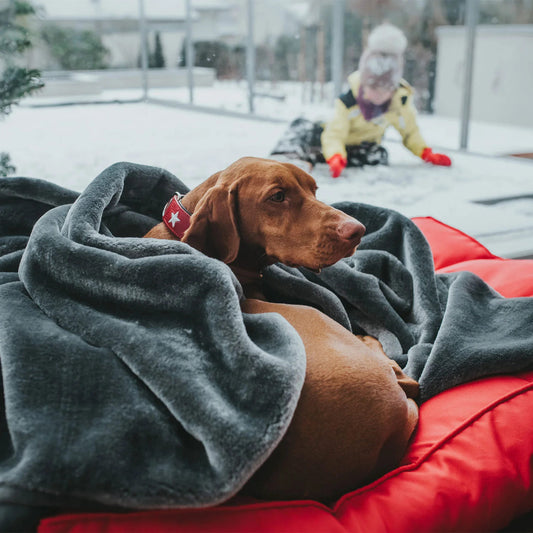 Chien portant le collier rouge Magic Star en extérieur – ambiance hiver