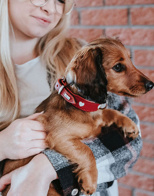 Collier pour chien en cuir rouge Love - S Caramel & cie