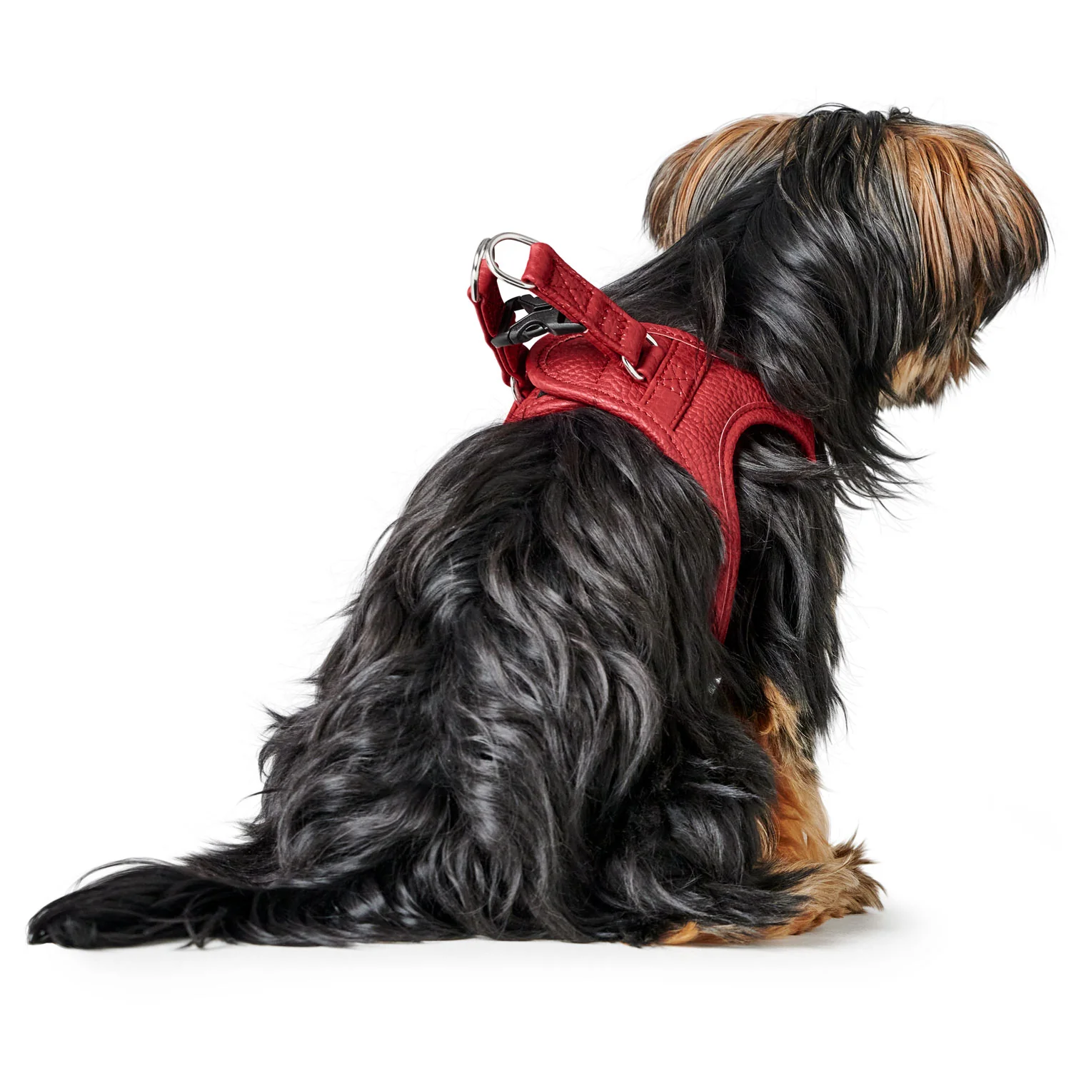 Chien assis portant le harnais Love – vue de dos