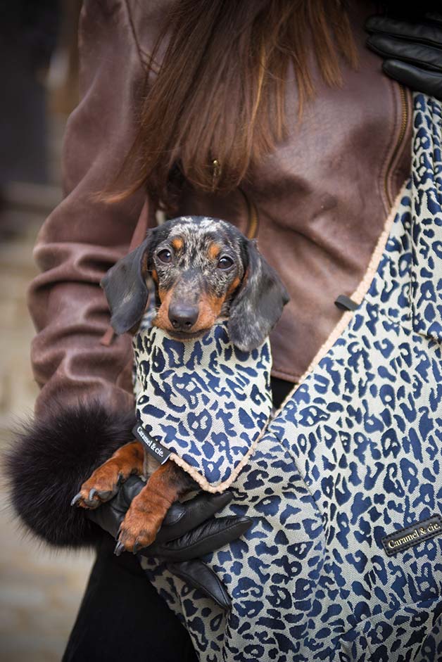 Bandana pour chiens et chats  - Léopard gris Caramel & cie