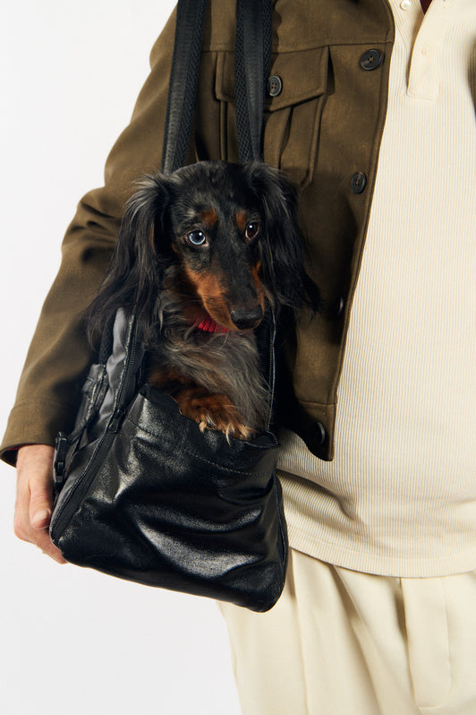 Teckel installé dans le Pet Home Bag noir métallisé en configuration semi-ouverte