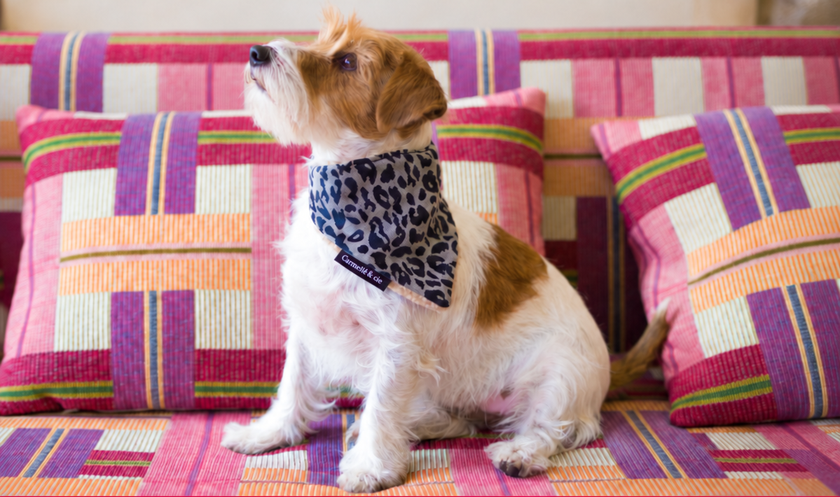 Chien assis sur un canapé à carreaux avec son bandana Léopard gris Caramel &amp; cie
